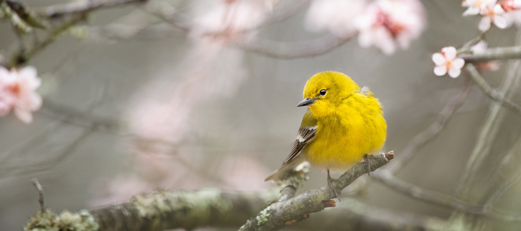 American Carbon Registry Native American Hardwoods Project Yellow Warbler and blossum