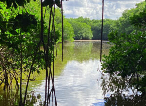 mangroves carbone bleu
