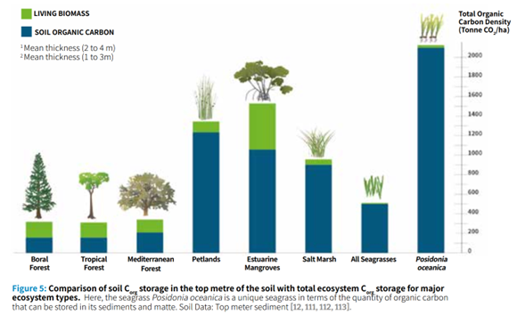 CO₂-Speicher in Biomasse und im Boden, in verschiedenen Ökosystemen. ©Mark Walton