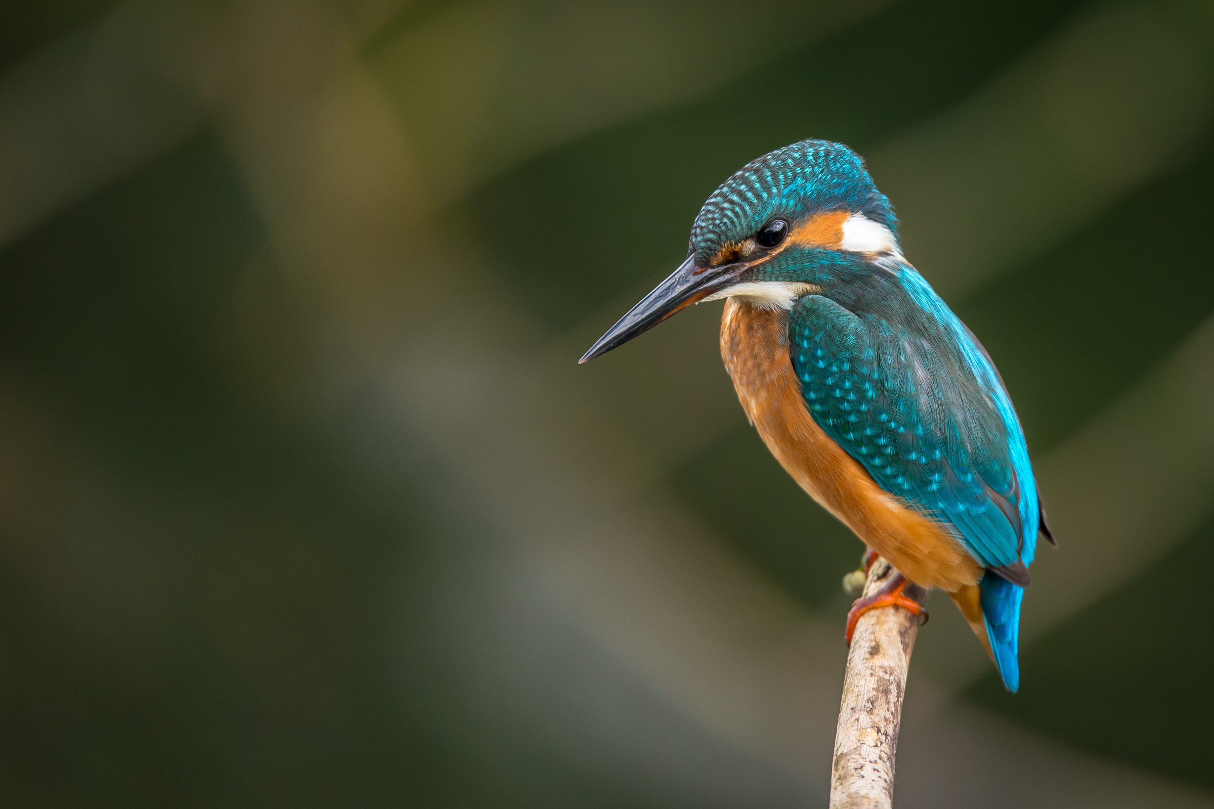 Kingfisher - biodiversity footprinting and accounting