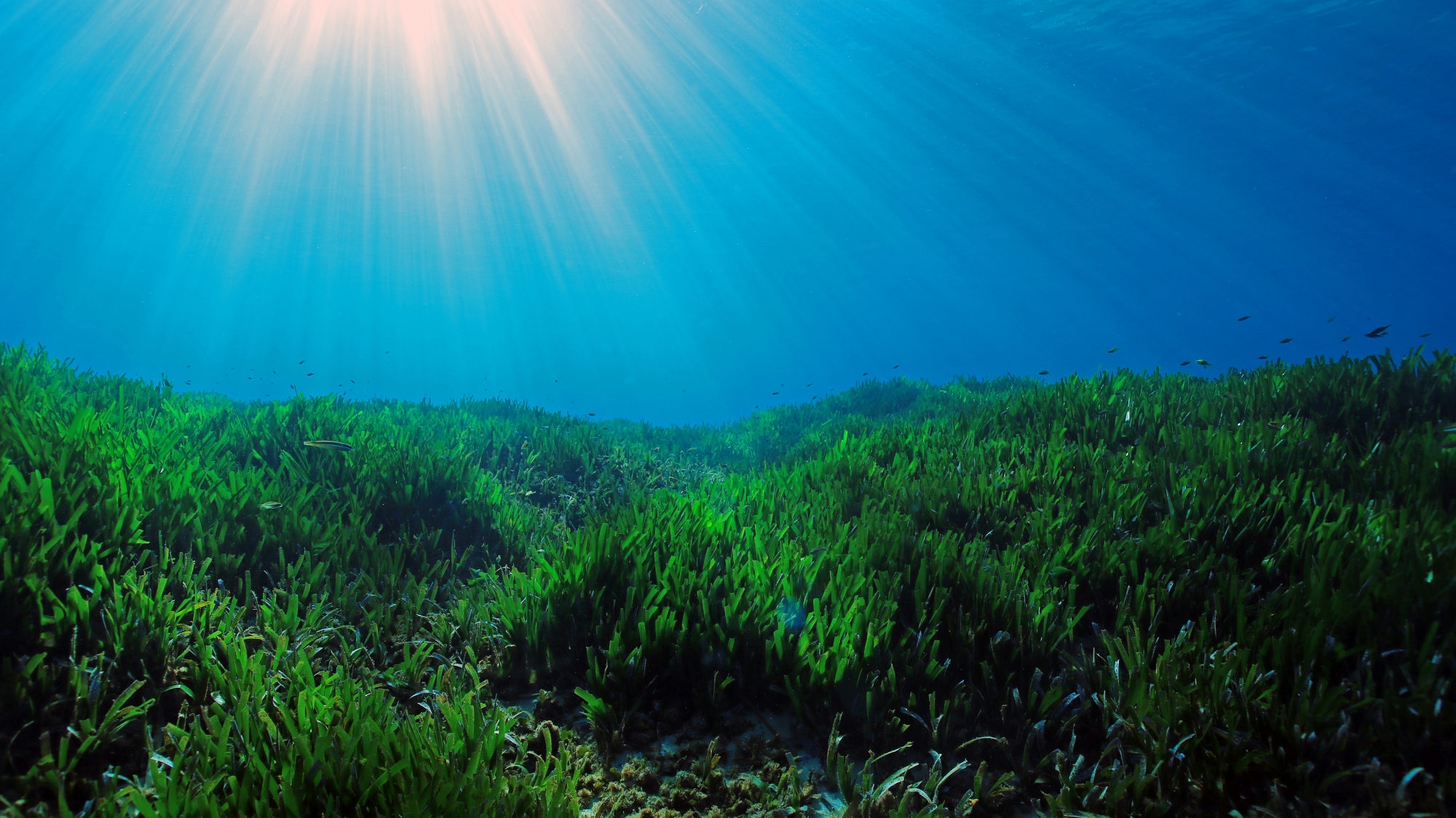 Seagrass carbon offsetting Posidonie©