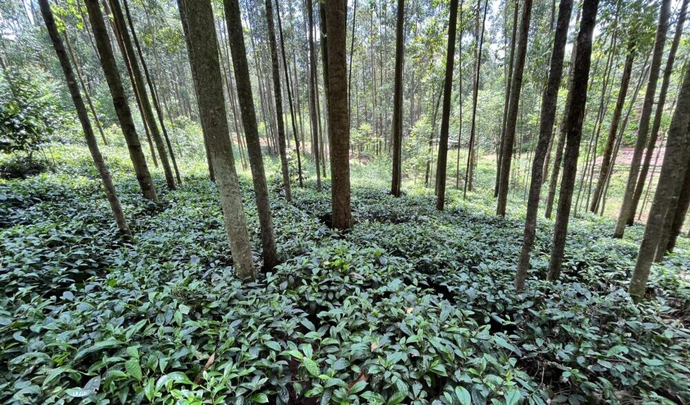 Pourquoi faut-il restaurer l’écosystème du Mont Kenya par l’agroforesterie ?