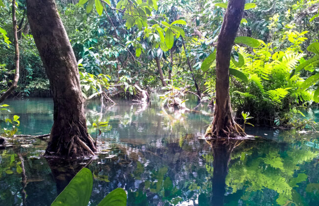 Carbon Neutrality mangrove