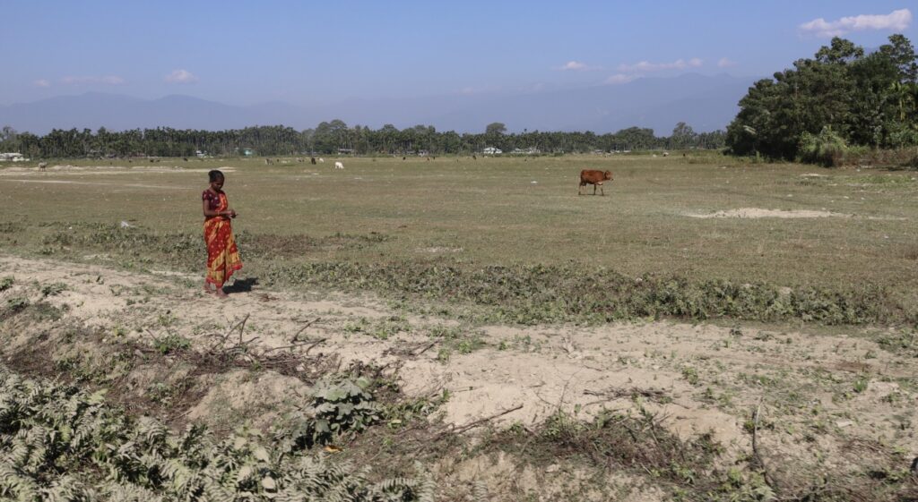 Asha : projet de reforestation en Inde