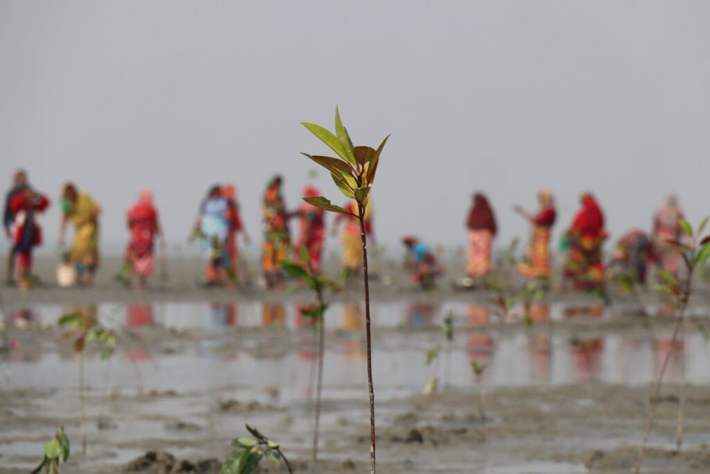 Sundari – Mangrove restoration project 
